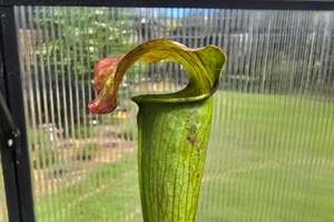 Carnivorous Plants: Sarracenia alata var. atrorubra - 'Red Tube Form' (Deer Park, Alabama, USA) - American Pitcher Plant