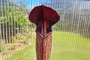 Sarracenia alata var. nigropurpurea (Desoto, Michigan, USA) - American Pitcher Plant