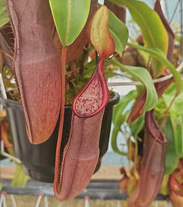Carnivorous Plants: Nepenthes sanguinea - Intermediate Tropical Pitcher Plant