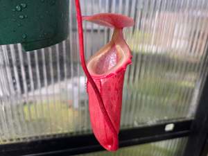 Carnivorous Plants: Nepenthes sibuyanensis (Female) - Intermediate Tropical Pitcher Plant