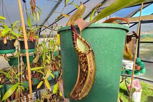 Carnivorous Plants: Nepenthes spectabilis (Female) - Intermediate Tropical Pitcher Plant
