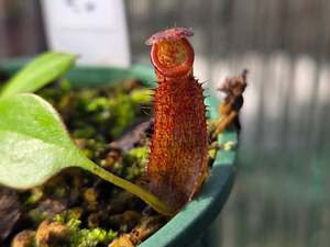 Carnivorous Plants: Nepenthes maxima x 'Miranda' - Intermediate Tropical Pitcher Plant