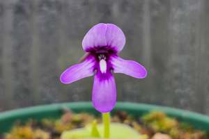 Pinguicula macrophylla - Mexican Butterwort