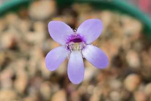 Pinguicula parvifolia - Mexican Butterwort