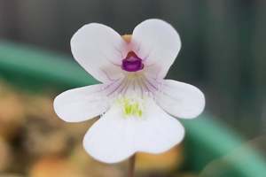 Pinguicula gracilis - Mexican Butterwort