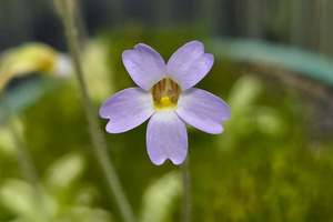 Pinguicula pumila (Wakulla County, Florida, USA) - Warm Temperate Dwarf Butterwort