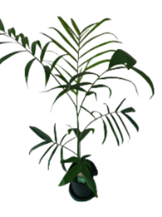 Chamaedorea Seifrizii