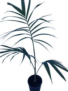 Palms: Archontophoenix Cunninghamiana