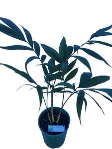 Chamaedorea Microspadix