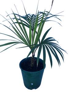 Palms: Howea Belmoreana
