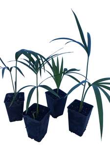 Palms: Howea Belmoreana seedling