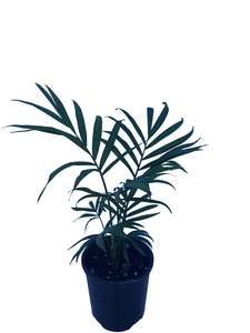 Chamaedorea Elegans