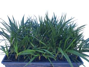 Rhopalostylis Sapida - 5cm seedlings - 50 per tray