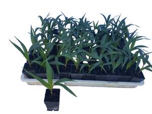 Rhopalostylis Chathamica - 5cm growing on lines - 50 per tray