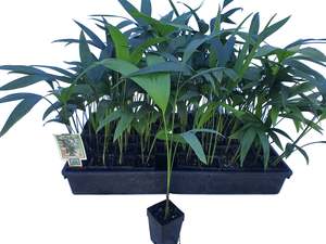 Chamaedorea Microspadix - 5cm GOL - 50 per tray