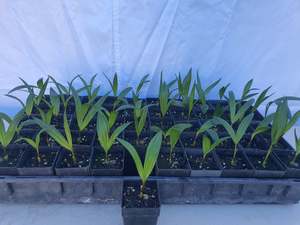 Palms: Dypsis Baronii - 5cm Growing on Lines - 50 per tray