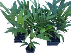 Chamaedorea Costaricana 9cm Seedlings - 30 per tray