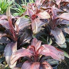 Cordyline 'Cherry Cordial'