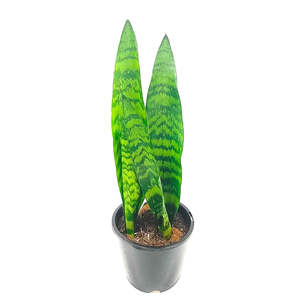 Snake Plant 'Black Coral' 14cm