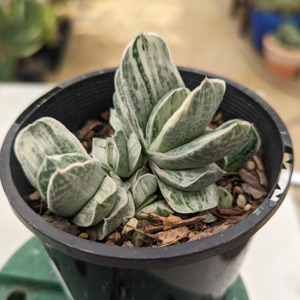 Succulents: Gasteria Fuji Yuki