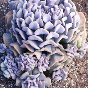 Succulents: Echeveria Cubic Frost