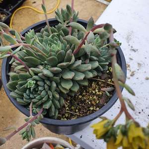 Succulents: Echeveria Blue Elf | Happy Plant