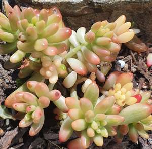Succulents: Sedum Rubrotinctum Aurora | Pink Jelly Bean