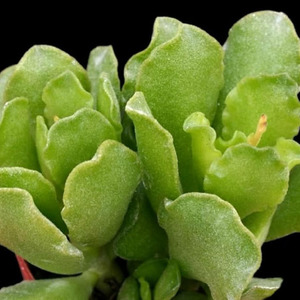 Succulents: Adromischus Cristatus var Zeyheri | Key Lime Plant