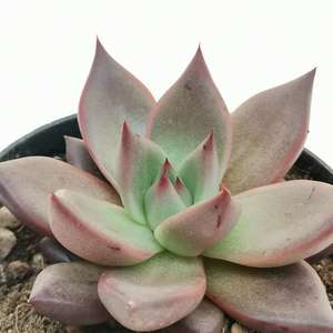Echeveria Avagoides Amethyst