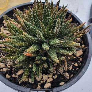 Succulents: Aloe Twilight Zone