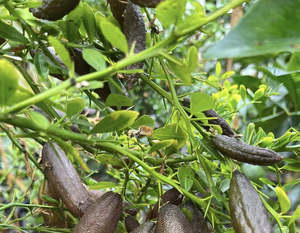 Finger Lime Tree Brown