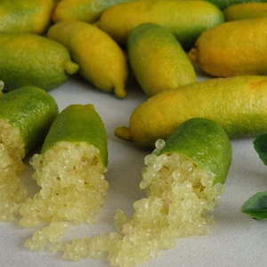 Citrus: Finger Lime Tree Yellow