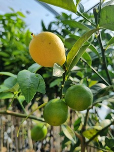 Citrus: Limequat Citrus Tree