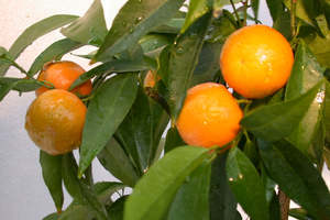 Orangequat Tree
