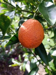 Mandarinquat Tree