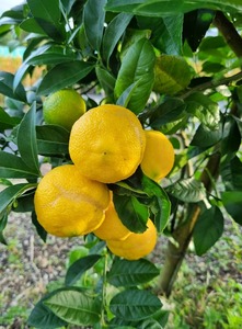 Kusaie Lime Tree (Kusaie Rangpur Tree)