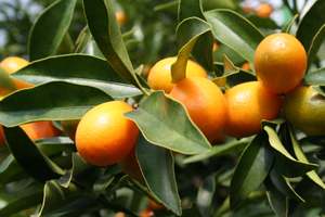 Kumquat Nagami Tree