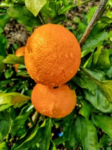Kiyomi Tangor Orange x Satsuma Mandarin