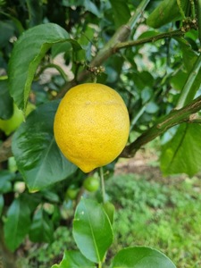 Genoa Lemon Tree