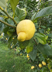 Citrus: Lisbon Lemon Tree