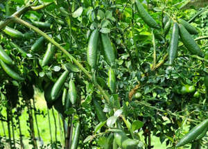 Citrus: Finger Lime Tree Green