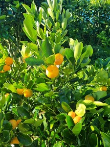 Meiwa Kumquat  Tree
