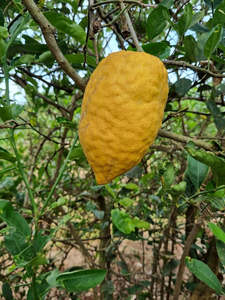 Citrus: Etrog Tree (Yellow Citron Tree)