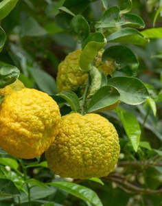 Citrus: Bergamot Sour Orange Tree