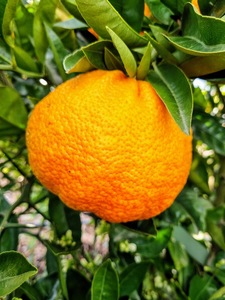 Citrus: Ugli Fruit Tree