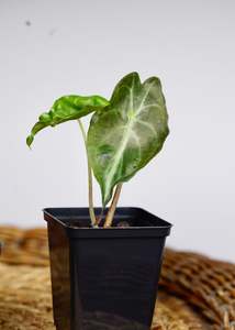 Alocasia: Alocasia Venom .25L