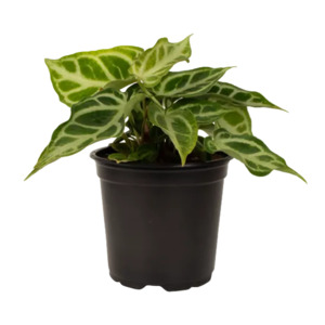 Anthurium: Anthurium Crystallinum 12cm
