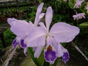 Cattleya warneri