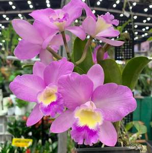 Other Orchids: Cattlianthe Doris and Byron 'Christmas Rose'