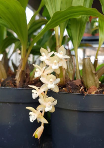 Pholidota chinensis